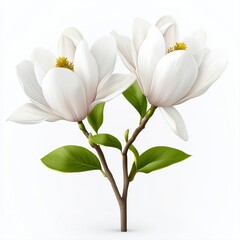 Fototapeta premium Two White Magnolia Blossoms with Green Leaves on a Branch