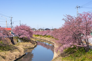 青毛堀川沿いの河津桜