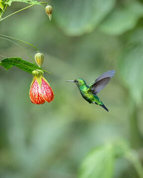 Hummingbird flying around an abutilon