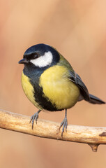 Great Tit