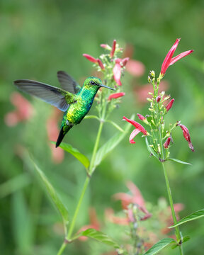 Hummingbird flying near some red flowers