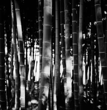 Trees in the sunlight in a forest.