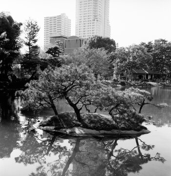 Trees on a small island in a park.