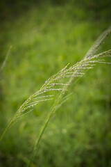 the delicate beauty of a grass flower, showcasing its slender, feathery petals and intricate structure