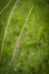 the delicate beauty of a grass flower, showcasing its slender, feathery petals and intricate structure