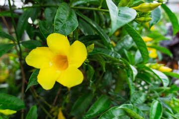 the bright and cheerful beauty of the Allamanda flower, commonly known as alamanda flower