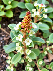 Euphorbia Japonica is native to South Africa. Young branches that grow from the root system, grow slowly, prefer a lot of water in summer. The tip becomes a solid brown stalk.
