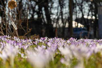 purple crocus flowers blooming in sunlight