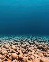 Underwater Coral Reefs on Ocean Floor with Blue Background
