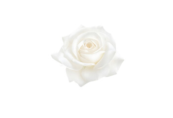 Fototapeta premium A white rose blossoms with soft, smooth petals isolated on white background