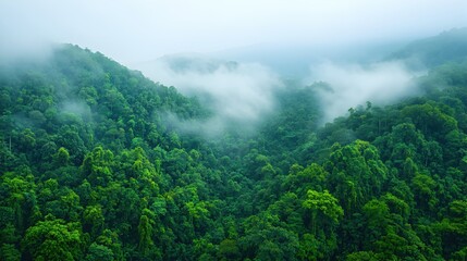 Lush Green Forest with Misty Mountains and Serene Atmosphere