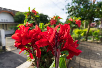 the striking beauty of a red Canna lily flower in full bloom