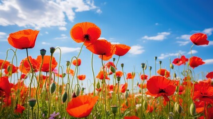 Fototapeta premium vibrant blue and red