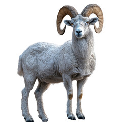 Argali mountain sheep isolated on transparent background.