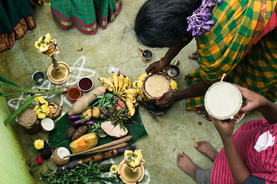 Pongal Festival