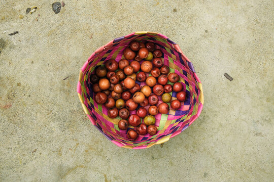 indian jujube