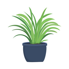 House plants in pots. Element for design house, room or office. Isolated element on white background.