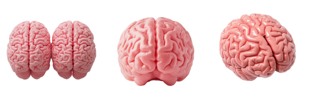 Three Pink Human Brains Different Angles and Views Detailed Anatomy Neurological Science isolated on transparent Background
