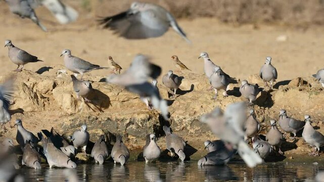 Cape turtle doves (Streptopelia capicola) drinking water, Kalahari desert, South Africa