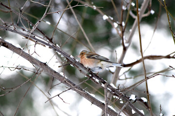 Ornithology. Bird, animal idea concept. A chaffinch (Fringilla coelebs) perched on a tree branch on a snowy day. Alone chaffinch.	