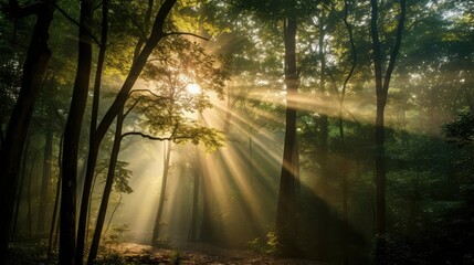 Obraz premium forest sun ray lines