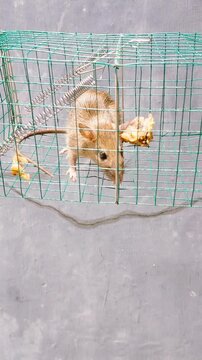 Mousetrap. Rats are trapped. The mouse fell into the trap.