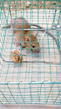 Mousetrap. Rats are trapped. The mouse fell into the trap.
