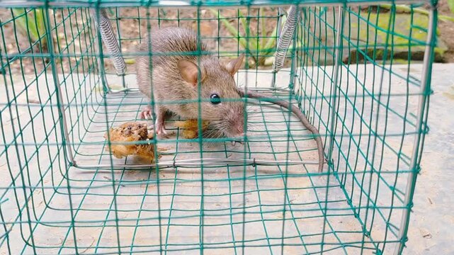 Mousetrap. Rats are trapped. The mouse fell into the trap.