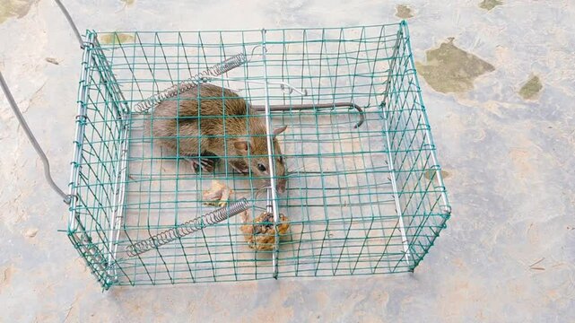 Mousetrap. Rats are trapped. The mouse fell into the trap.