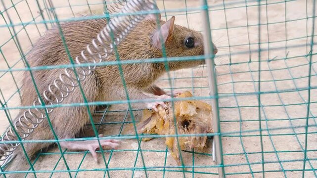 Mousetrap. Rats are trapped. The mouse fell into the trap.