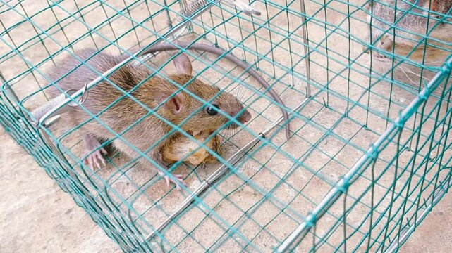 Mousetrap. Rats are trapped. The mouse fell into the trap. cat waiting for mouse in trap.