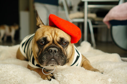 Funny French bulldog in red beret 