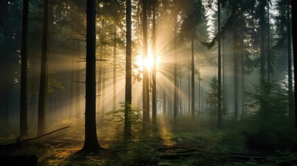 Obraz premium rays sun shining through trees