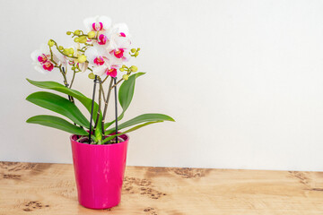 White orchid flower on wooden table with text space