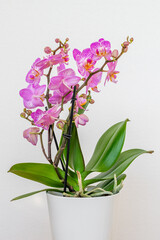 Naklejka premium Pink orchid flower isolated on white background