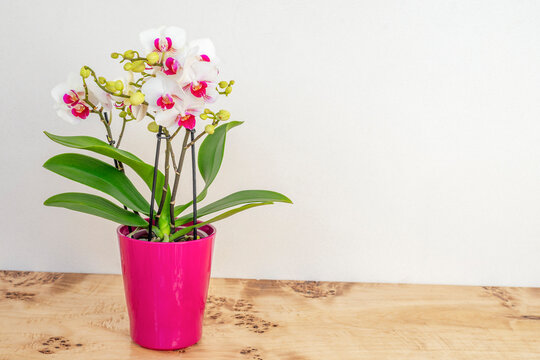 White orchid flower on wooden table with text space