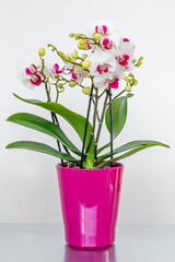 White orchid plant in a pink flowerpot standing on a reflective surface