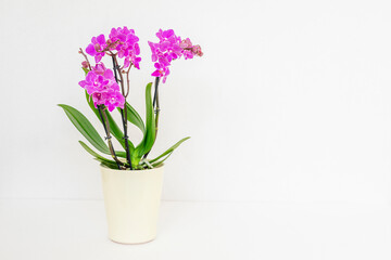 Purple orchid in a creamy flowerpot on a white background with text space