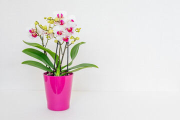 White orchid in a pink flowerpot on a white background with copy space
