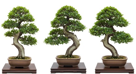 Three Bonsai Trees in Ceramic Pots with Wooden Stands, Japanese Art Form, Miniature Trees, Botanical Collection, Modern Home Decor, Minimalist Style, White Background, HD Mockup Quality