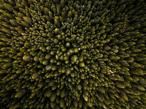 Pine forest, top down drone shot