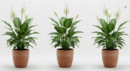 Obraz premium Three Peace Lilies in Terracotta Pots - Minimalist Botanical Composition