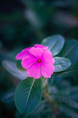 beauty of the Catharanthus roseus flower