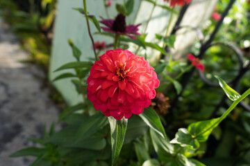 the vibrant beauty of Zinnia elegans, commonly known as bunga zinnia anggun