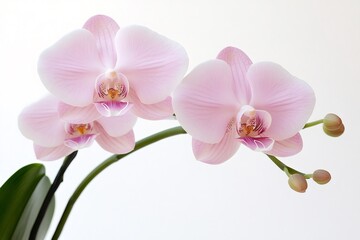 Fototapeta premium Pink phalaenopsis orchids blooming on white background