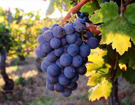 red grapes in vineyard - Powered by Adobe