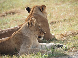 Close up of lion face - african safari - Hwange National Park in Zimbabwe