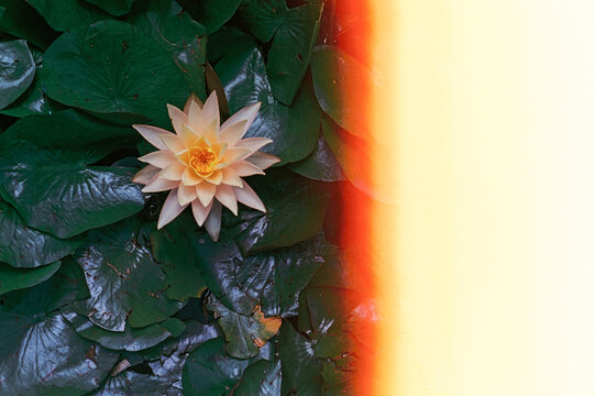 Film photo of a water Lily blooming with a light effect