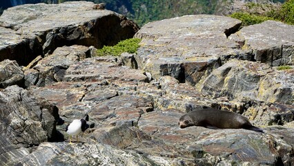 Milford Sounds New Zealand Fur Seal sleeping on rocks
