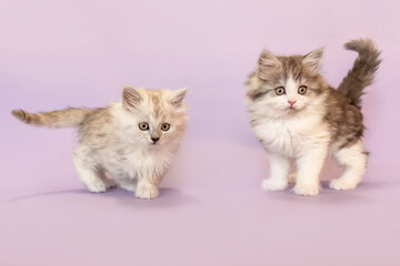 Playful and cute ragdoll crossbreed kitten in front of purple studio background